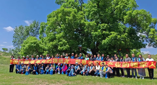 市场领导人胡颖女士等核心领导人，带着精英团队，踏上了参观乌旦塔拉元宝枫老树基地的旅程